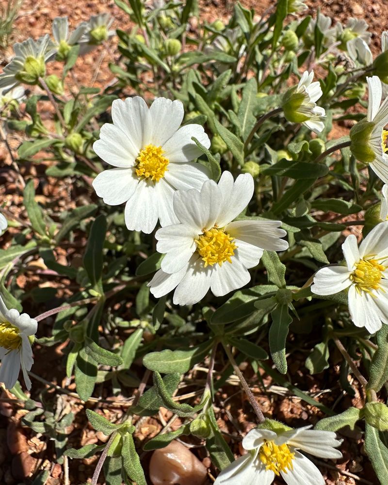 Blackfoot Daisy Brings Low, Bright Color