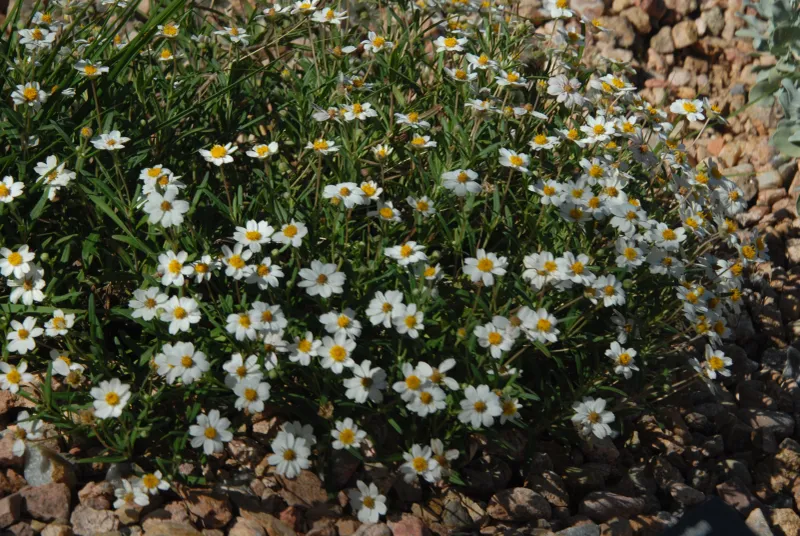 Blackfoot Daisy For Dry Sunny Border Edges Blackfoot Daisy For Dry Sunny Border Edges