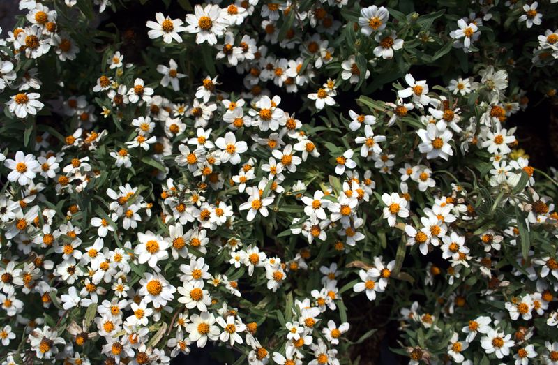 Blackfoot Daisy (Melampodium Leucanthum)