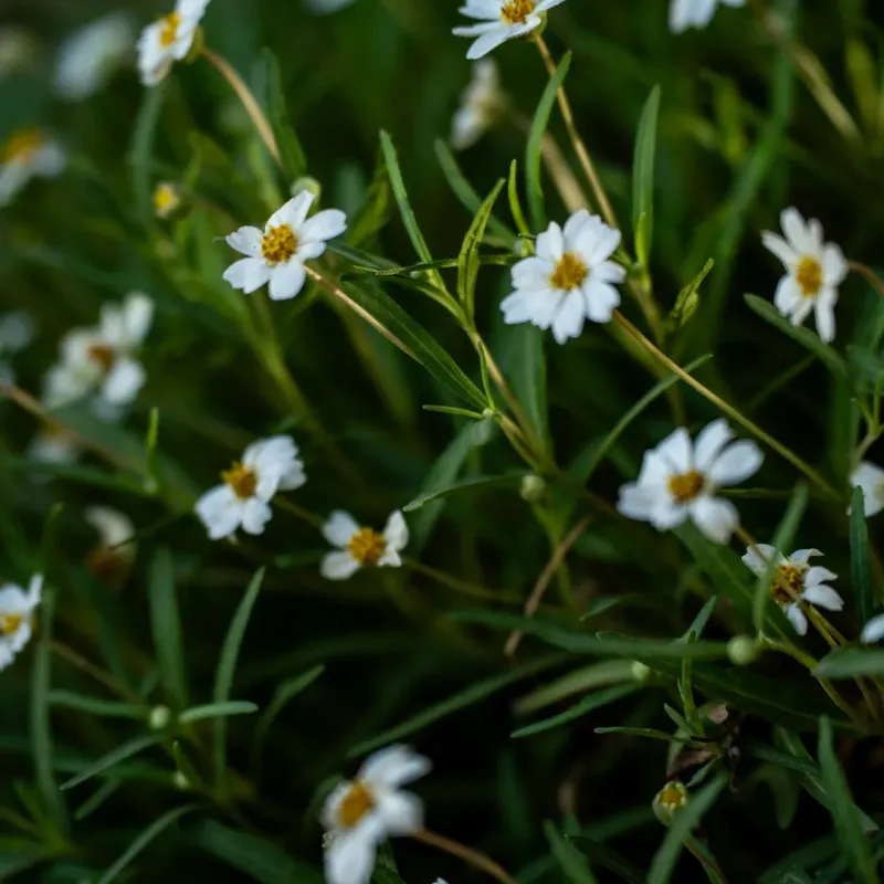 Blackfoot Daisy Thrives In Tough Roadside Conditions