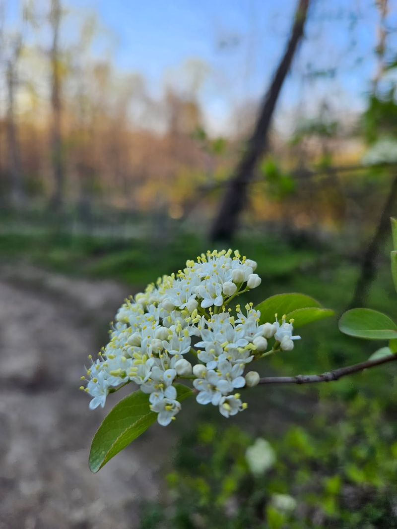 Blackhaw Viburnum 