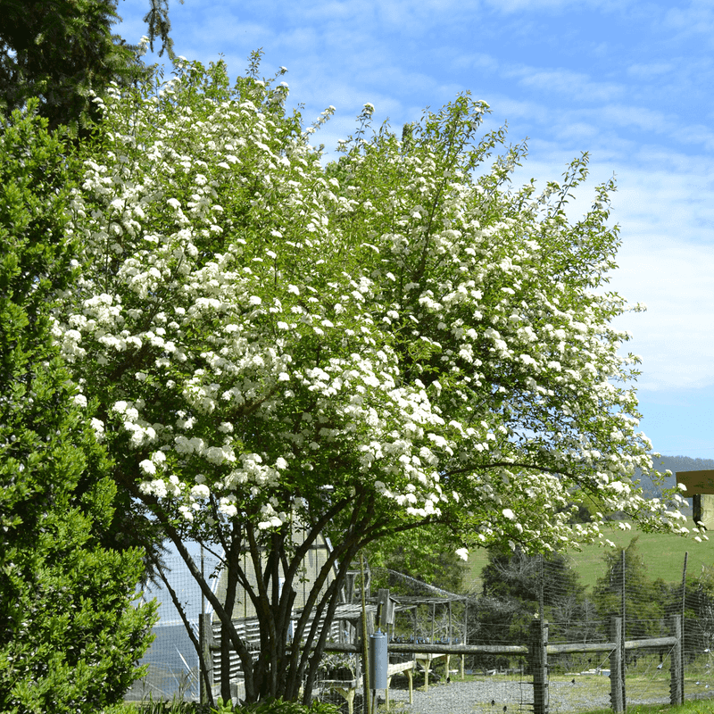 Blackhaw Viburnum Makes A Strong Backdrop