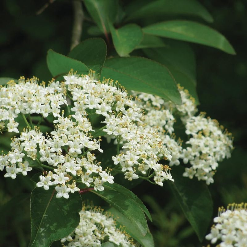 Blackhaw Viburnum 