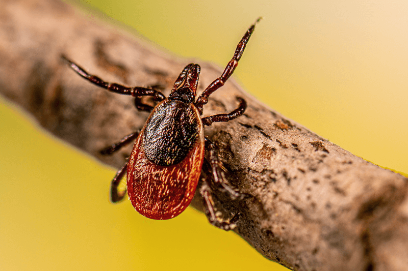 Blacklegged Tick / Deer Tick (Ixodes Scapularis)