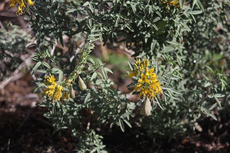 Bladderpod Bladderpod