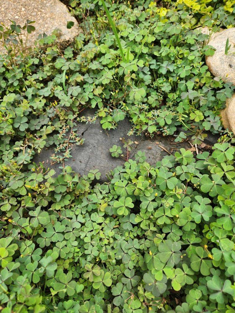 Blame The Soil Layer On Top Blame The Soil Layer On Top