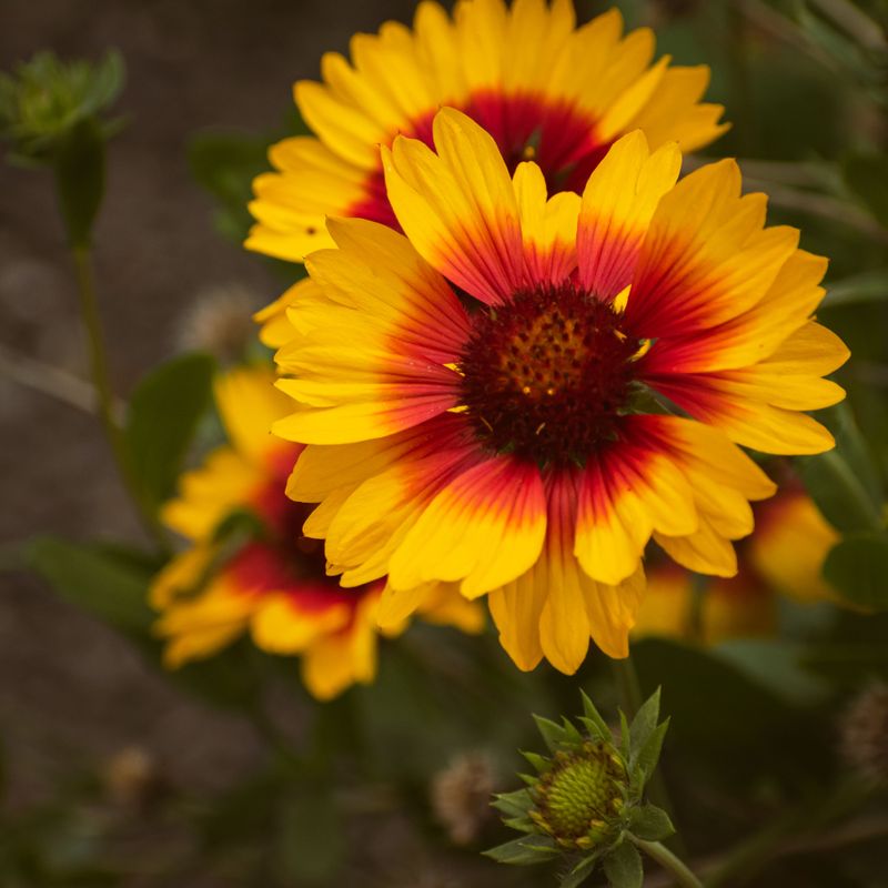 Blanket Flower Blanket Flower