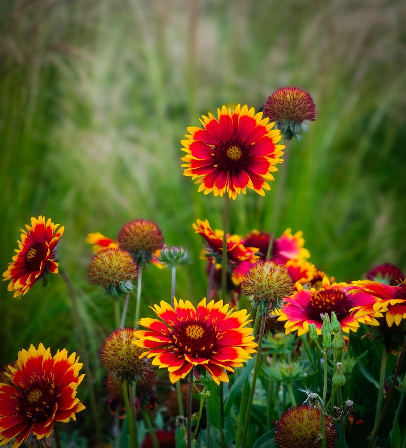 Blanket Flower