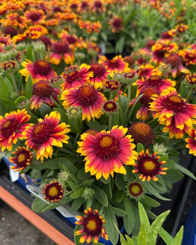 Blanket Flower And Yarrow Blanket Flower And Yarrow
