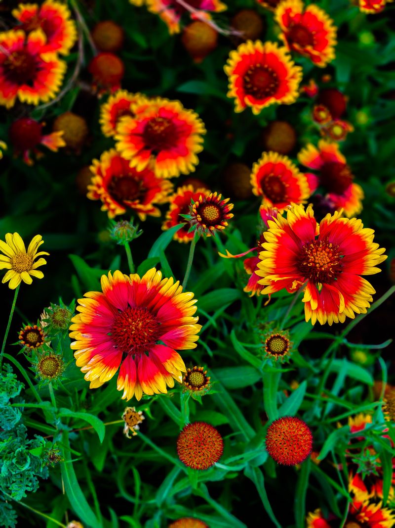 Blanket Flower Earns Its Name With Months Of Nonstop Color Blanket Flower Earns Its Name With Months Of Nonstop Color