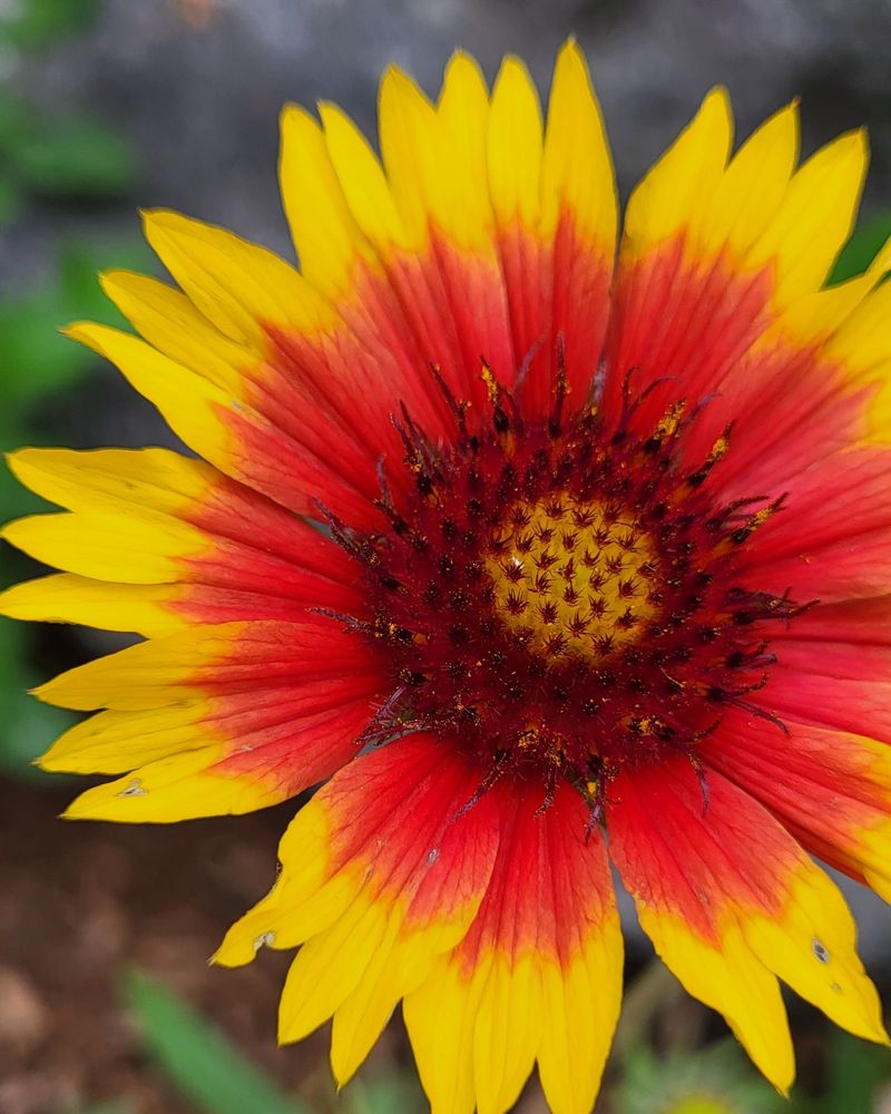 Blanket Flower (Gaillardia Aristata) Blanket Flower (Gaillardia Aristata)