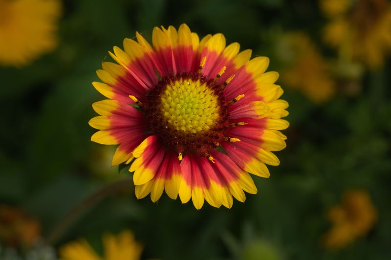 Blanket Flower (Gaillardia Aristata) Blanket Flower (Gaillardia Aristata)