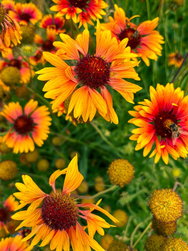 Blanket Flower (Gaillardia Aristata)