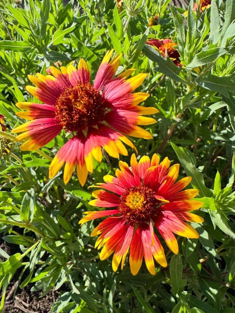 Blanketflower Brings Blooms And Dense Footprint All Season