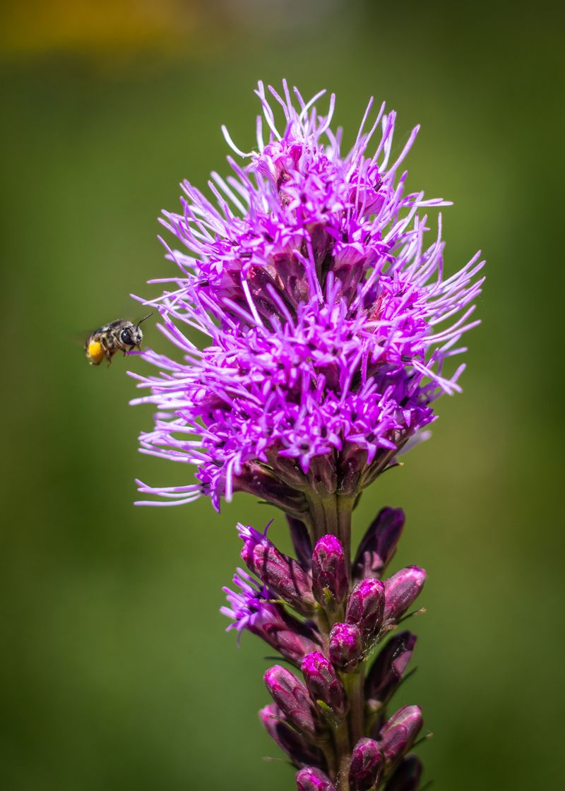 Blazing Star Blazing Star