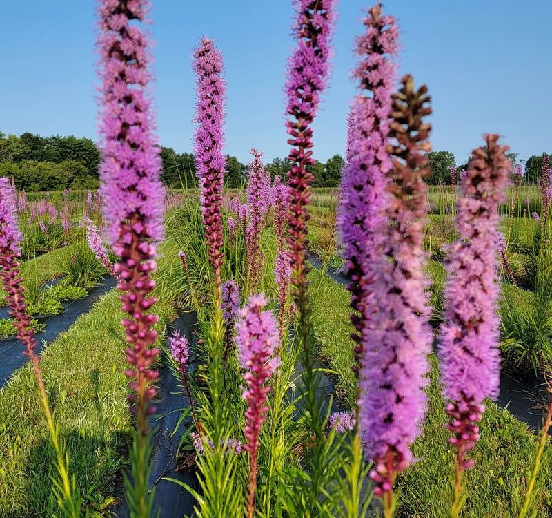 Blazing Star 