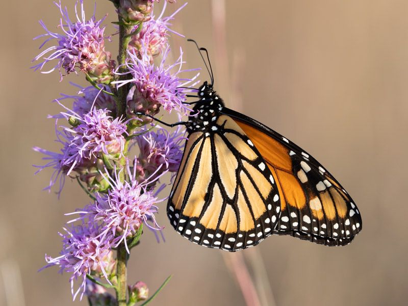 Blazing Star