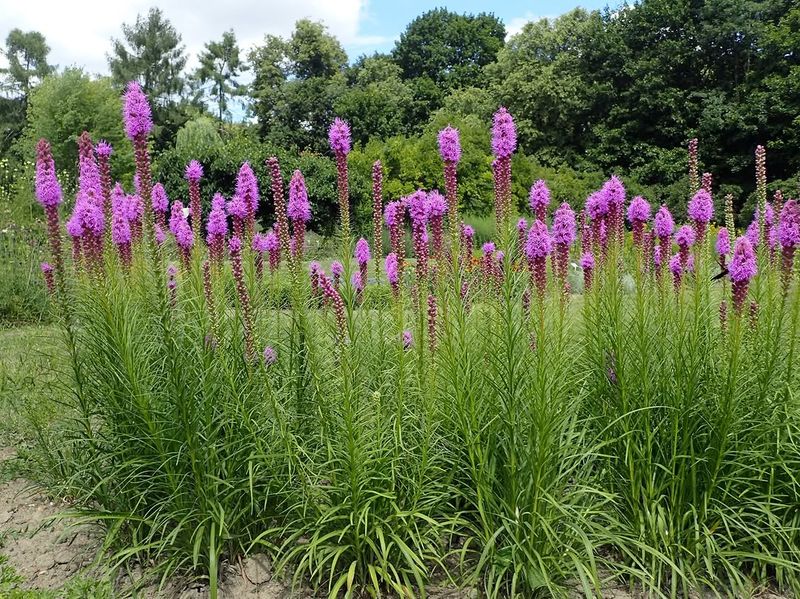 Blazing Star Becomes One Of The Busiest Stops In The Garden Blazing Star Becomes One Of The Busiest Stops In The Garden