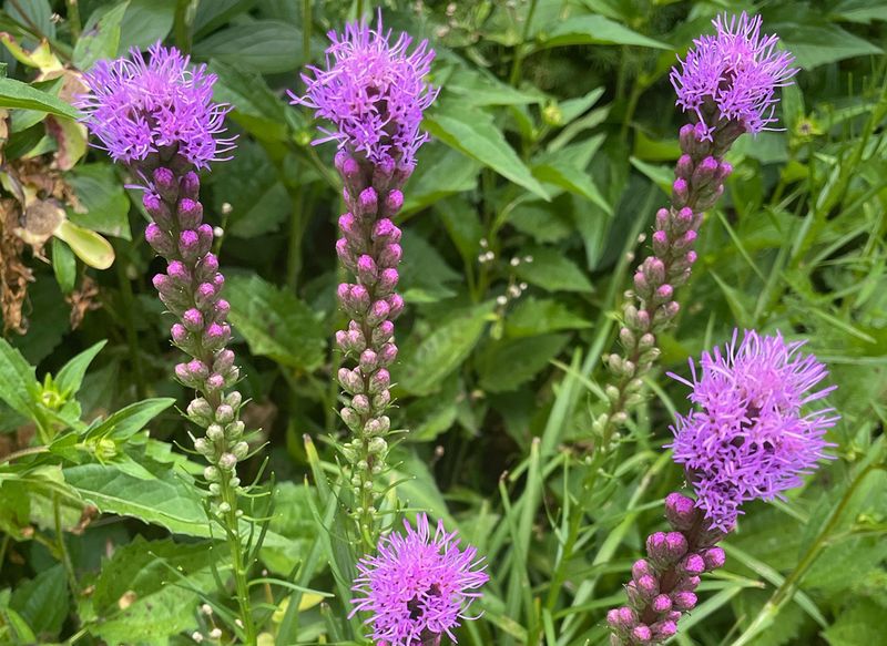 Blazing Star Brings The Drama Everyone Wants Blazing Star Brings The Drama Everyone Wants