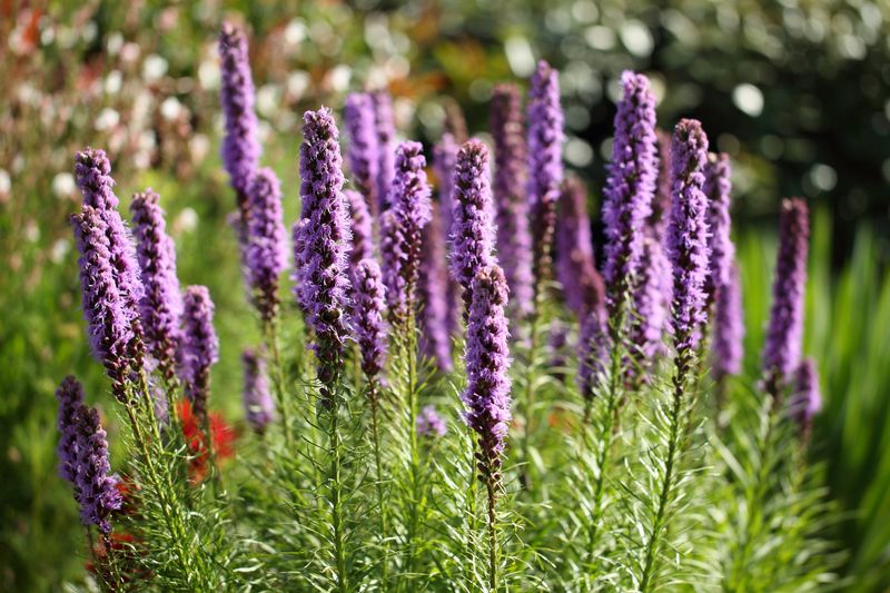 Blazing Star / Liatris Blazing Star / Liatris