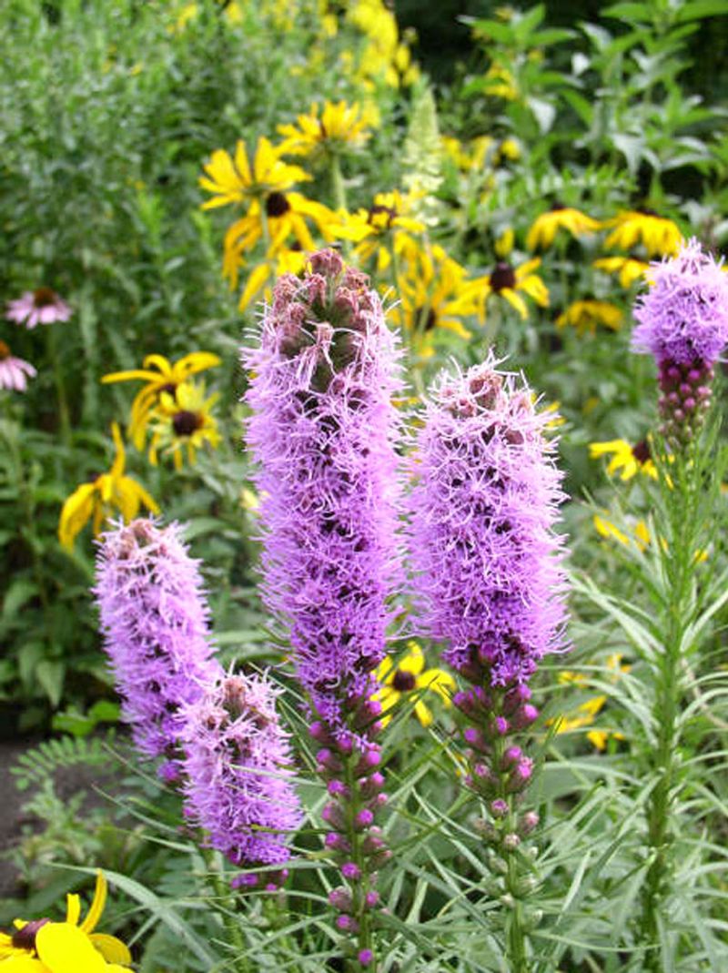 Blazing Star (Liatris)