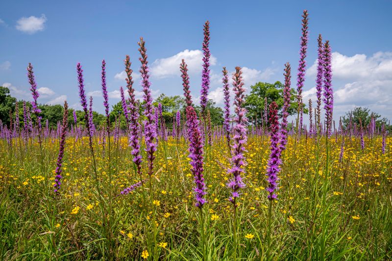 Blazing Star Peaks In July When Everything Else Gives Up Blazing Star Peaks In July When Everything Else Gives Up