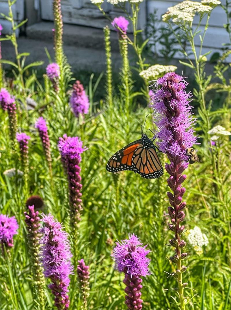 Blazing Star Sends Up Nectar Spikes