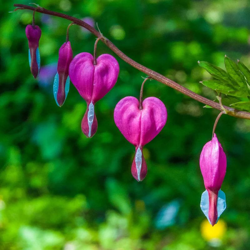 Bleeding Heart