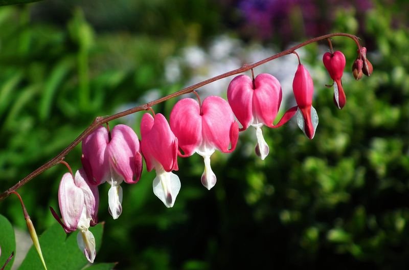 Bleeding Heart