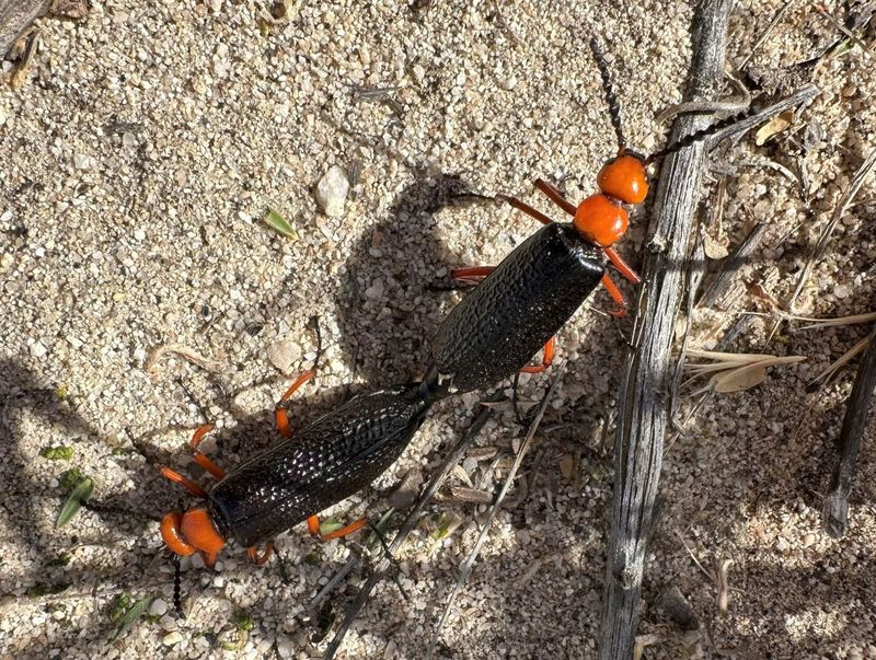 Blister Beetles Carry A Skin-Irritating Chemical Blister Beetles Carry A Skin-Irritating Chemical