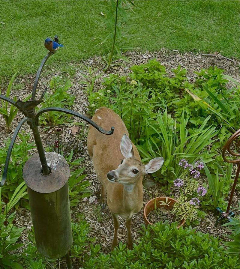 Block Deer From Crossing The Yard