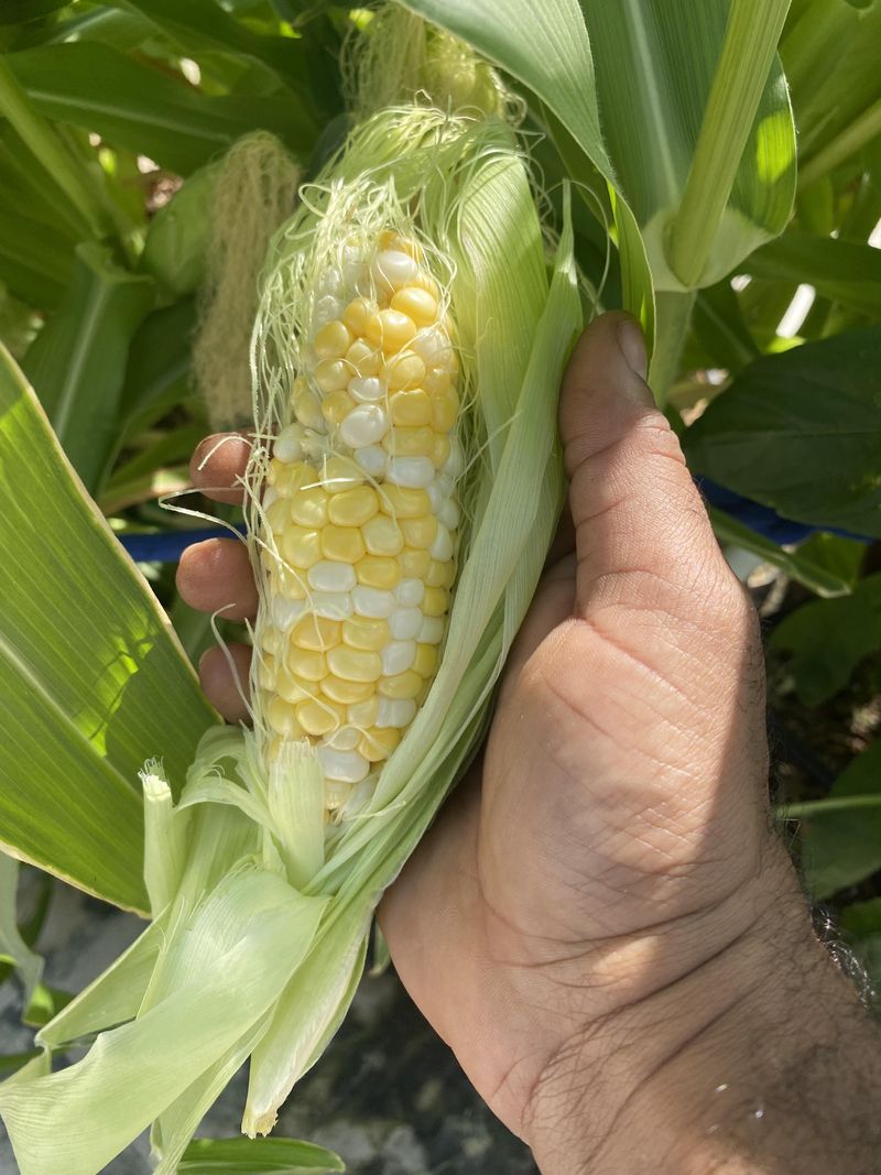 Block Planting Helps Corn Pollinate Better Block Planting Helps Corn Pollinate Better
