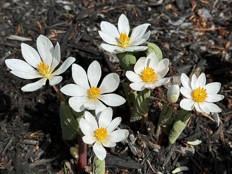 Bloodroot 