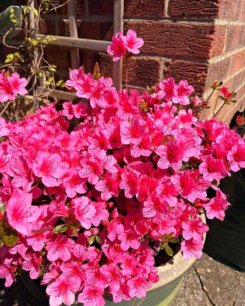 Bloom-A-Thon Azaleas Return With Multiple Flower Cycles