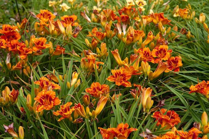 Bloom Season Reveals Which Clumps Need Attention