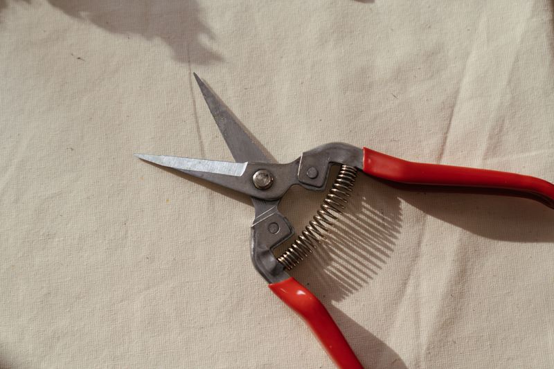 Bloom Snips For Spent Flower Clusters