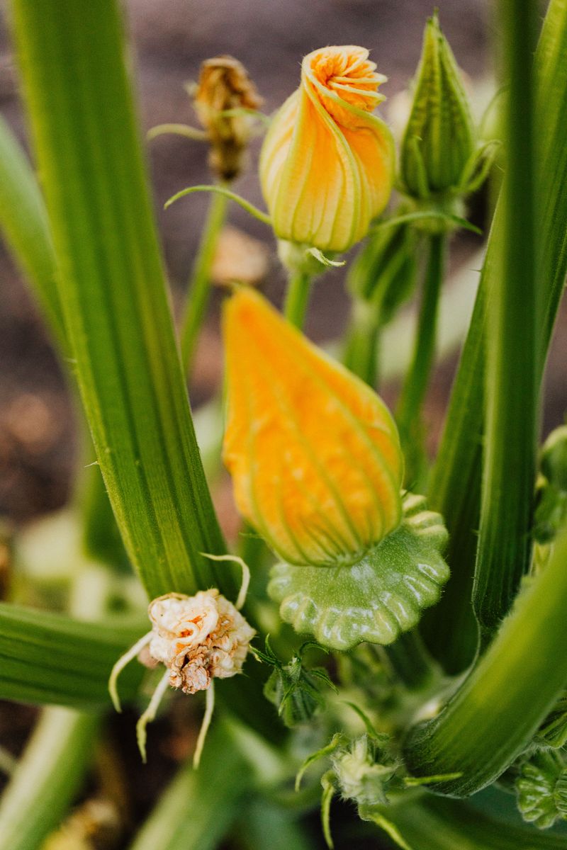 Blooming Male And Female Flowers At Different Times Blooming Male And Female Flowers At Different Times