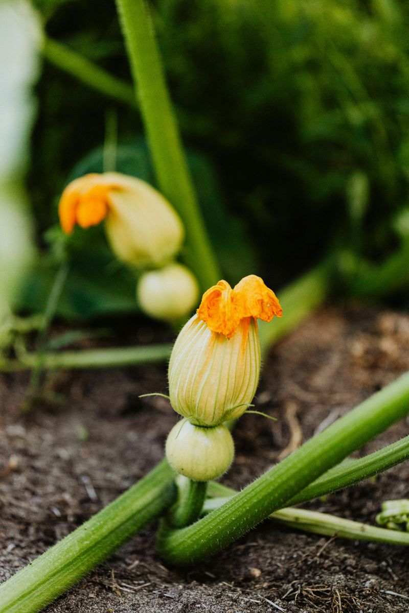 Blooming Only Male Flowers First Blooming Only Male Flowers First
