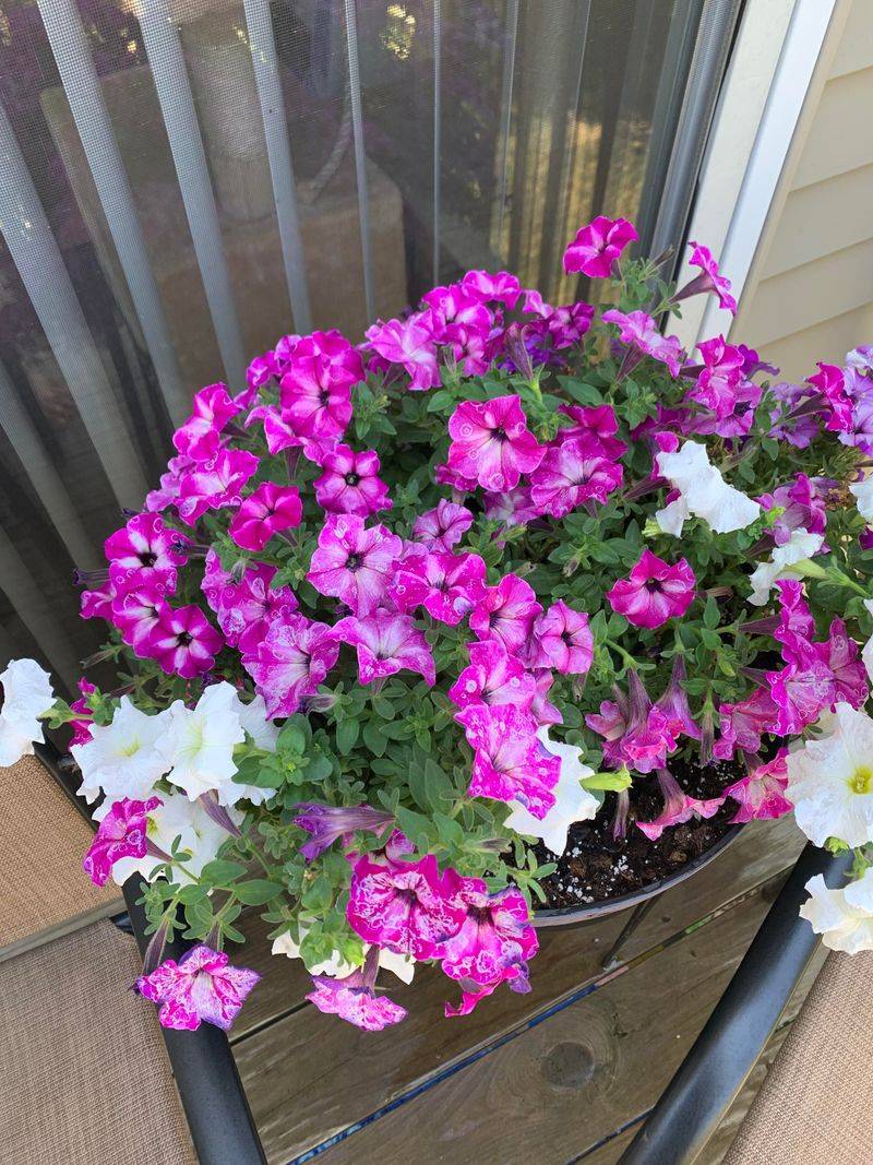 Blooms That Fade Before Their Time