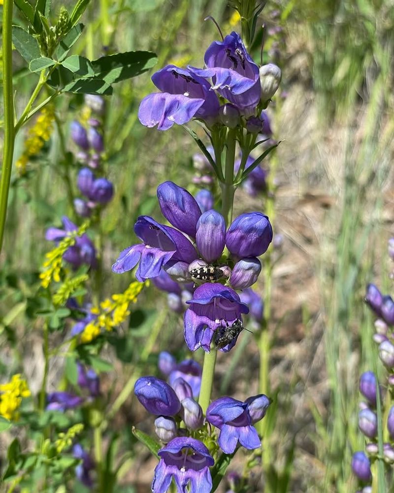 Blooms That Last And Keep Hummingbirds Coming Back
