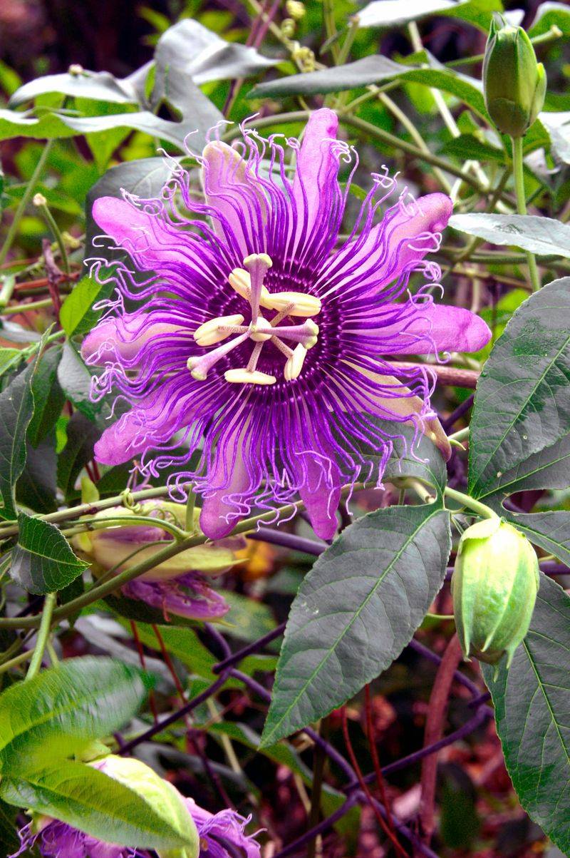 Blooms With Stunning, Exotic Flowers All Season Blooms With Stunning, Exotic Flowers All Season