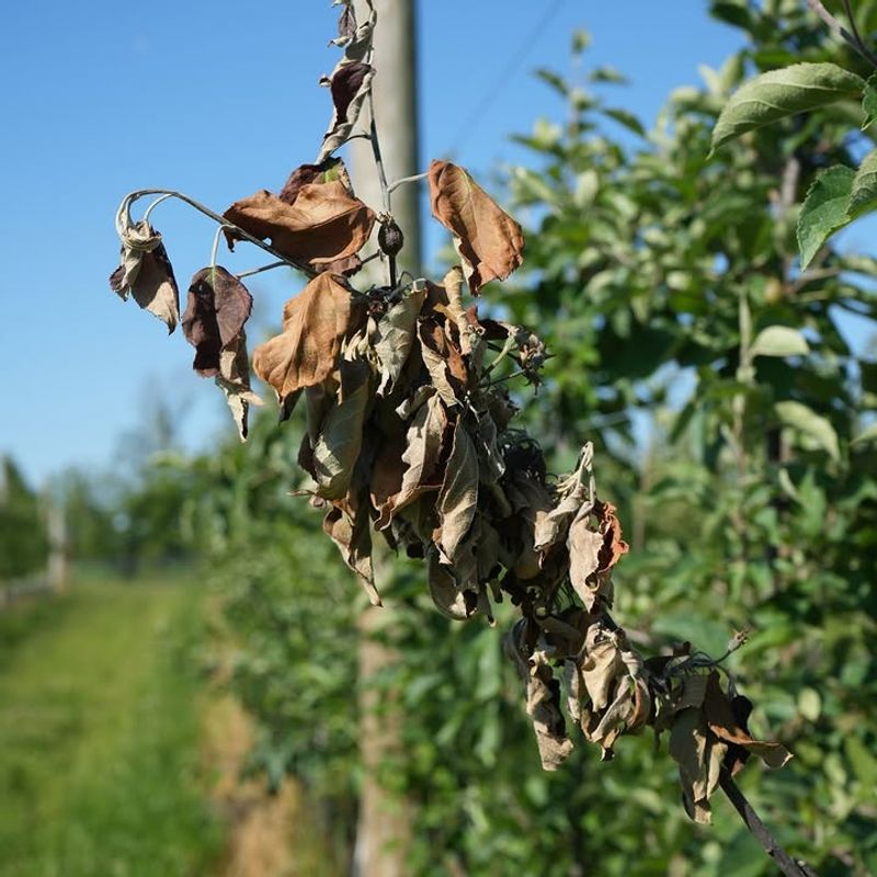 Blossom And Fruit Infection Signs