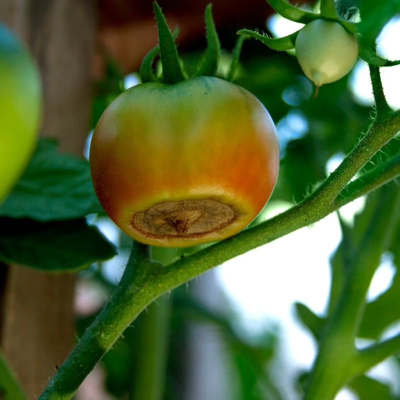 Blossom-End Rot Is Usually Not A Simple Calcium Shortage