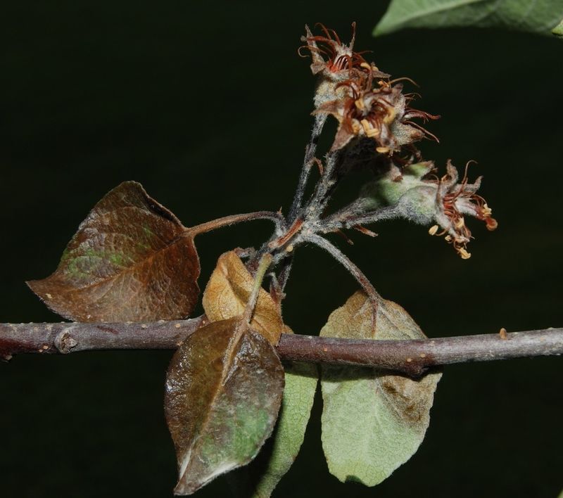 Blossoms May Turn Brown Before Shoots Collapse Blossoms May Turn Brown Before Shoots Collapse