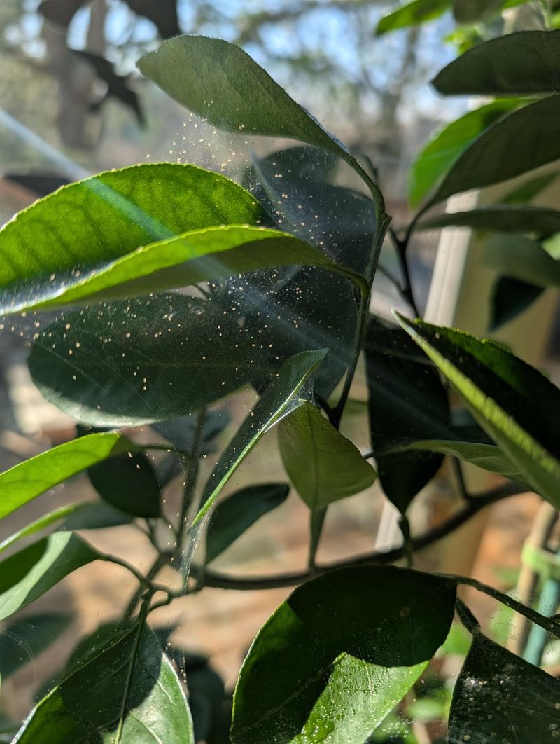 Blotchy Discoloration Can Signal Pest Activity