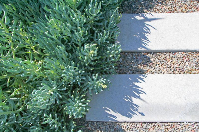 Blue Chalksticks Blocks Weeds With Dense Succulent Growth Blue Chalksticks Blocks Weeds With Dense Succulent Growth