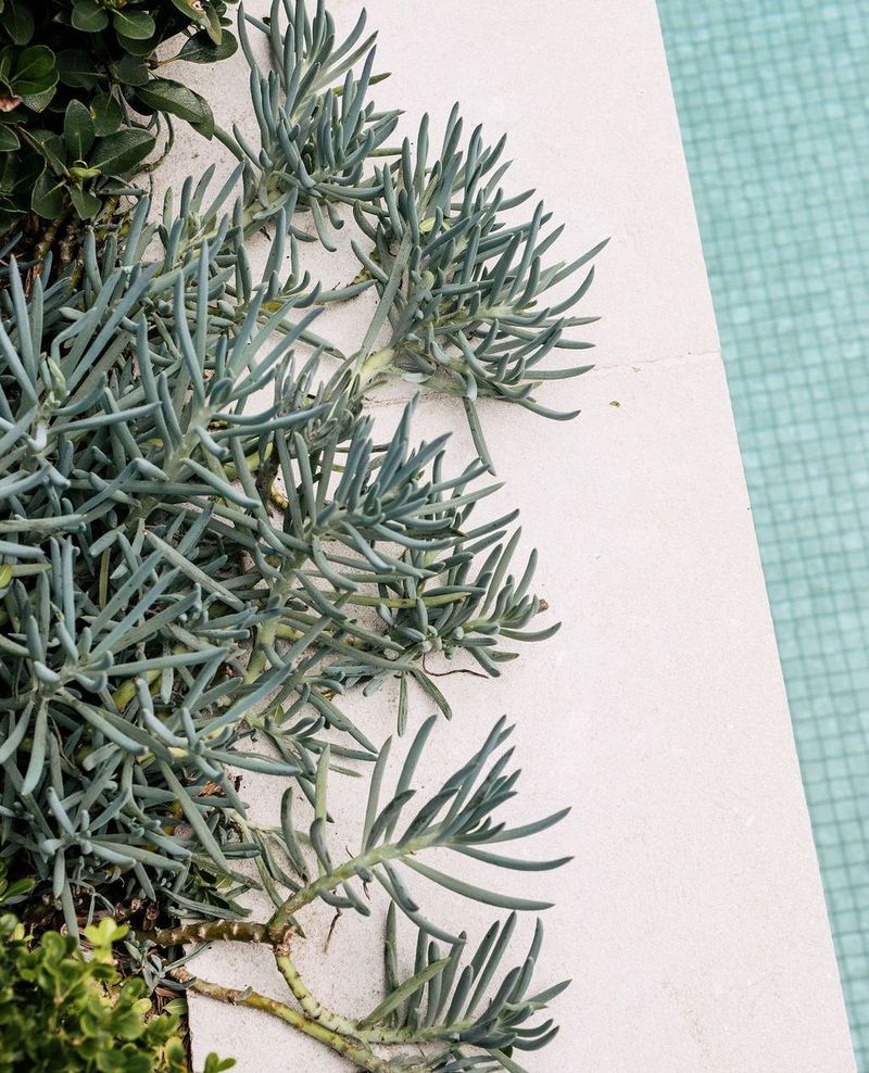 Blue Chalksticks Keeps Pool Edges Cool And Tidy Blue Chalksticks Keeps Pool Edges Cool And Tidy