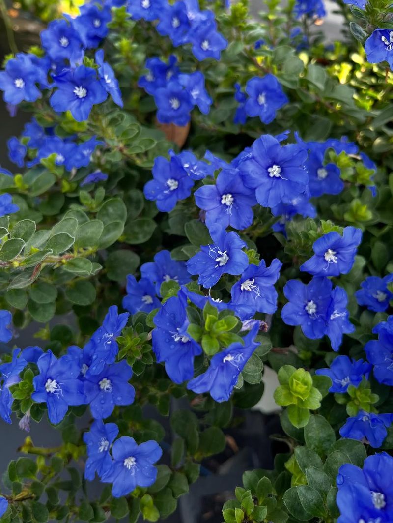 Blue Daze Adds Cool Color To Blazing Sunny Beds Blue Daze Adds Cool Color To Blazing Sunny Beds