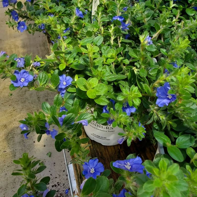 Blue Daze Brings Cool Color To Blazing Containers Blue Daze Brings Cool Color To Blazing Containers