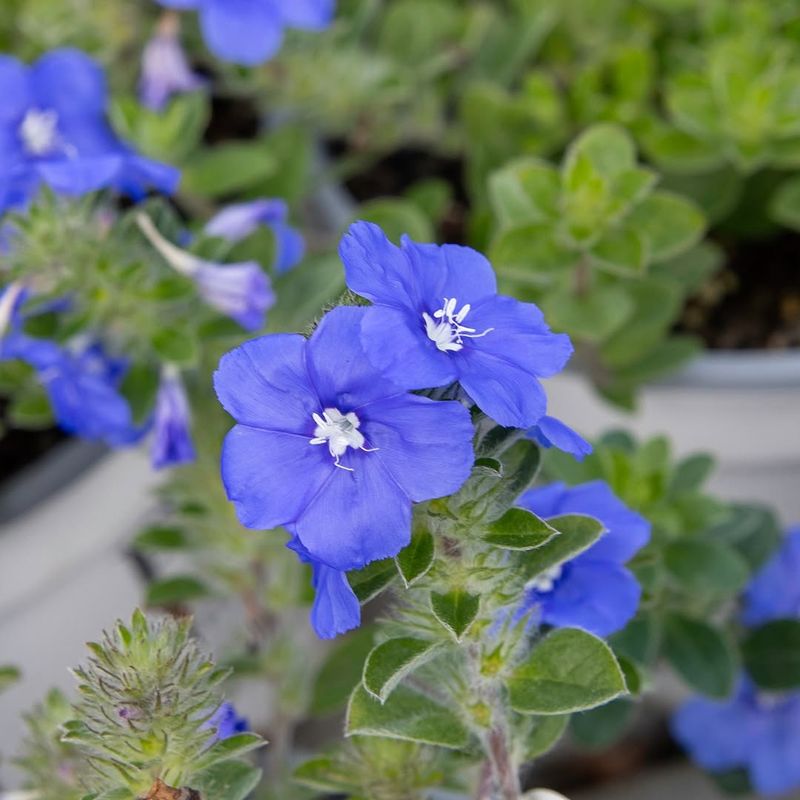 Blue Daze Spreads Cooler Color Across Hot Edges